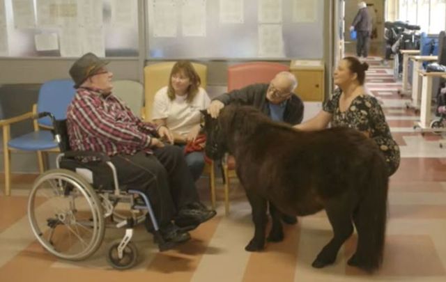 Jet the Shetland pony spreads joy at a Co Wicklow nursing home