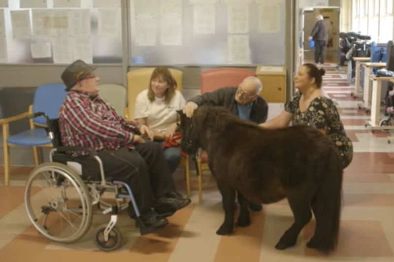 Horse therapy brings joy to elderly in Co Wicklow nursing home