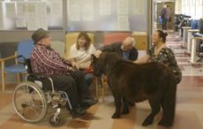 Horse therapy brings joy to elderly in Co Wicklow nursing home
