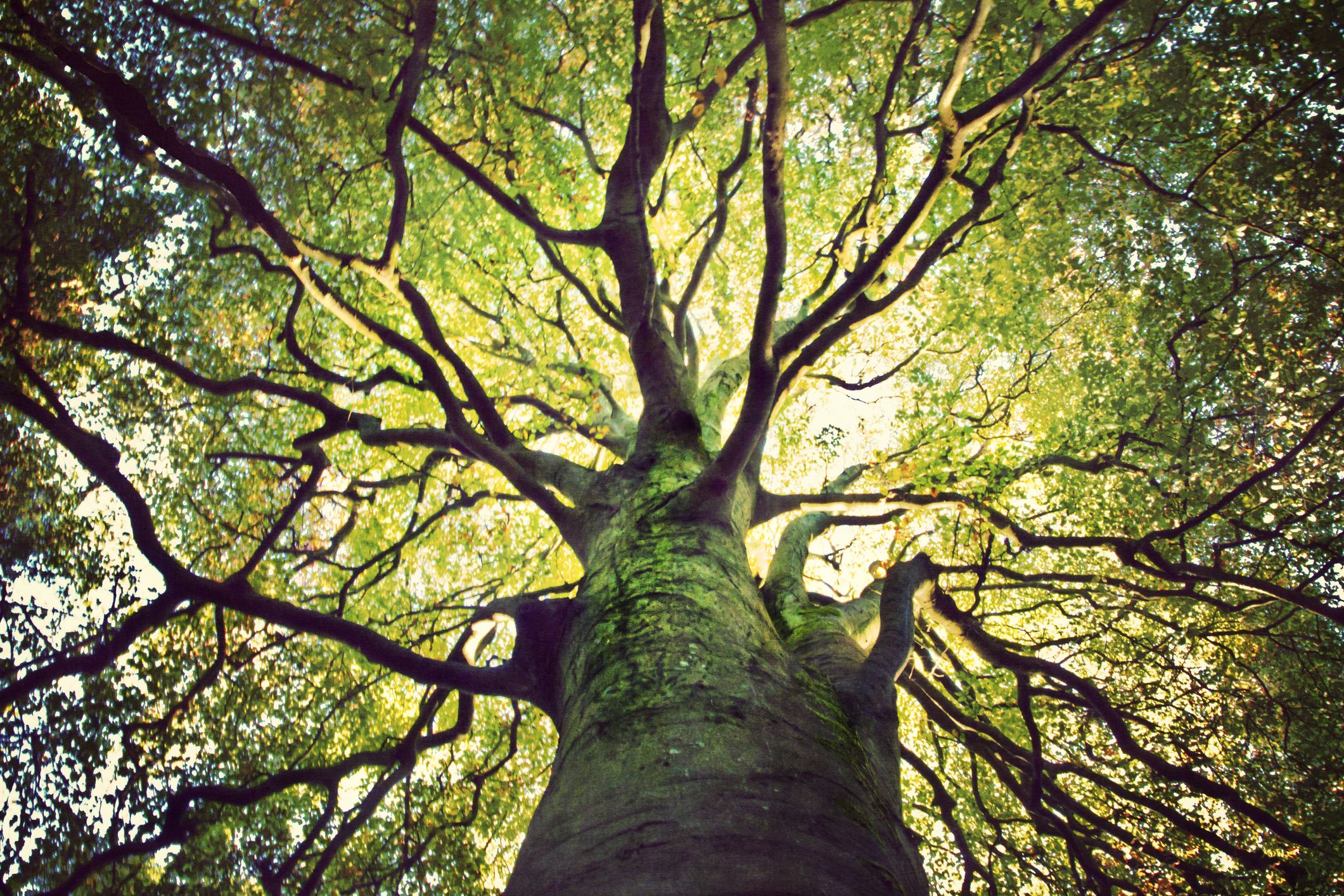 Ireland to plant 440m trees to battle climate change