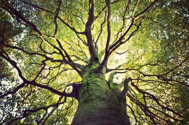 Fighting Climate Change: Ireland is to plan millions of trees over the next 20 years.