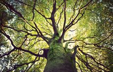 Ireland to plant 440m trees to battle climate change