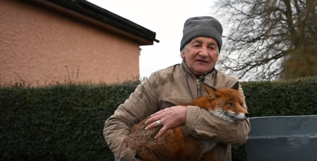 This Irishman rescued 3 foxes and now they won’t leave his side