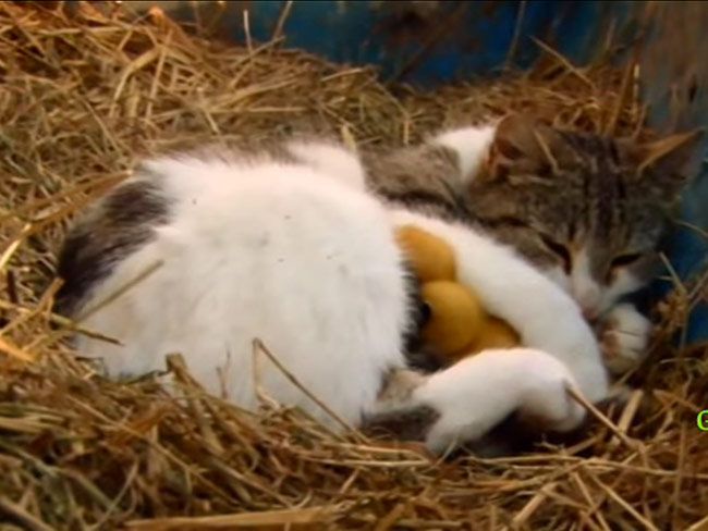 Cat on an Irish farm treats lucky baby ducklings like they’re her own (VIDEO)