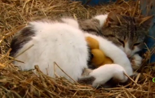 A cat and three ducklings developed a most special relationship on an Irish farm.