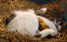Cat on an Irish farm treats lucky baby ducklings like they’re her own (VIDEO)