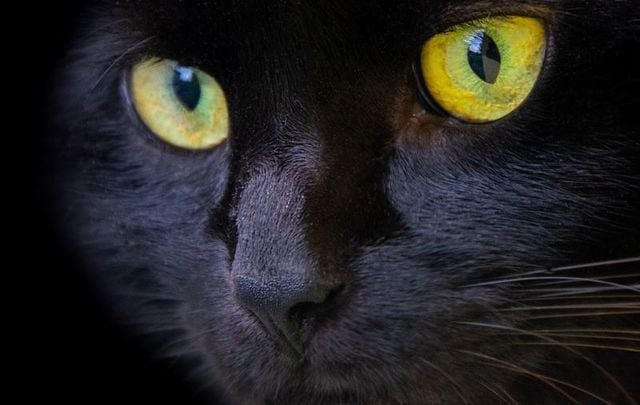 The superstition of black cats has roots in Irish folklore.