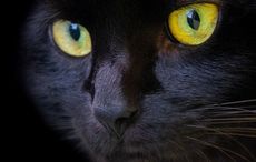 How Irish folklore inspired the black cat superstition