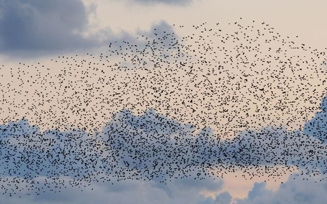 Watch a spectacular phenomenon called murmuration - movements of 1,000s-strong flock of starlings, in a viral video recorded in County Galway.