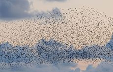 Starlings murmuration in Galway continues to wow