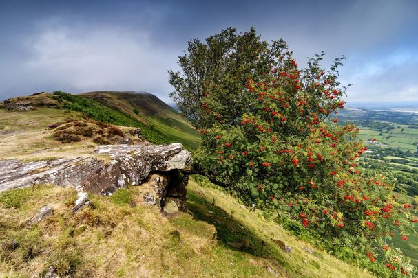 Which tree are you according to the Celtic calendar? Could you be Rowan?