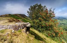 Which tree are you, according to the Celtic calendar and astrology?