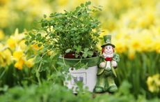 The history behind some of Ireland's most famous symbols