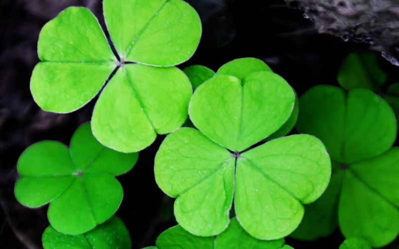 Where does the phrase “the luck of the Irish” come from?