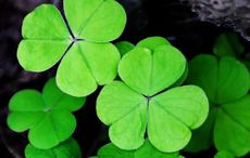 Where does the phrase “the luck of the Irish” come from?