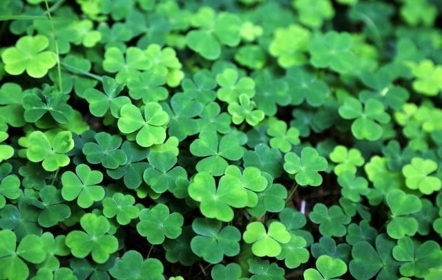 Is everything we know about the shamrock a lie?