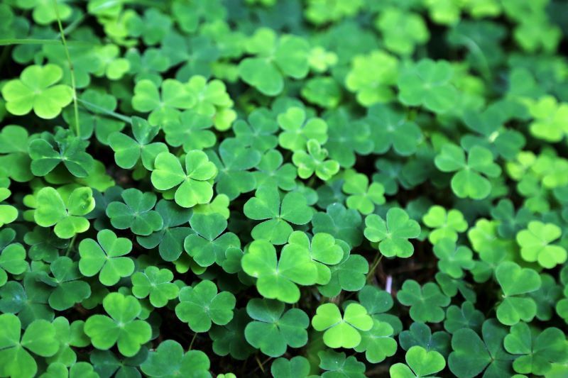 Everything you know about the St. Patrick's Day shamrock is a lie