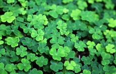 Everything you know about the St. Patrick's Day shamrock is a lie