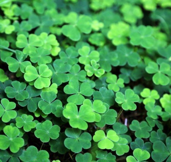 Everything you know about the St. Patrick's Day shamrock is a lie