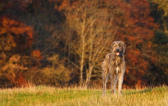 Fancy an Irish name for your four-footed friend?