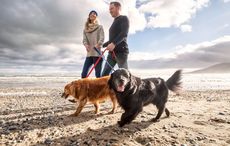 The best Irish names for your dog