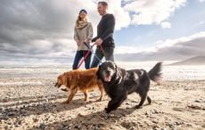 The best Irish names for your dog