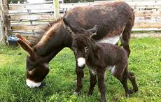 Hope for baby Irish donkey as owners near surgery fundraising goal (VIDEO)