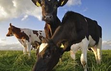 Suspected mad cow disease means crisis for US sale of Irish beef