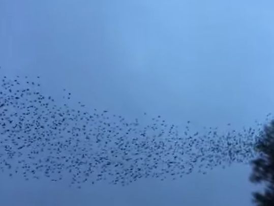 Starlings put on their own dance show in the sky just outside Carrick on Shannon.