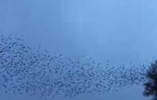 Leitrim Irish dancer captures magic of birds in murmuration