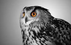 All the #WednesdayWisdom you need with these Irish sayings and witty remarks