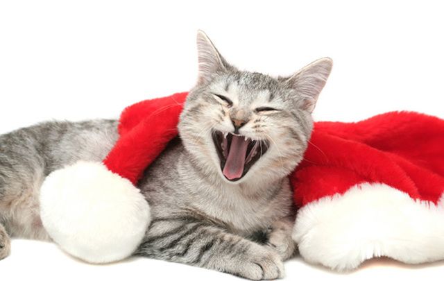 These jokes are so silly, even the cat will laugh.