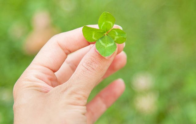 A four-leaf clover...the Irish luck jackpot!