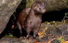 Ireland home to majority of Europe’s fur farms, calls for government to ban