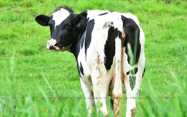 "You couldn't hit a cow's arse with a banjo."