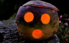 Halloween began in Ireland and the first jack o lanterns were carved from turnips
