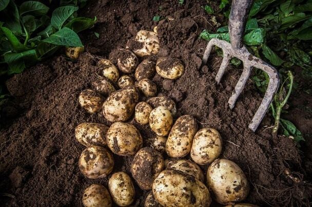 How do you like your Irish spuds?