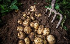 All the Irish potato recipes you could ever need