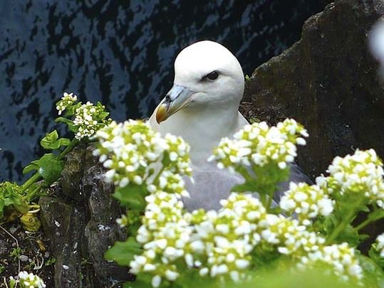 Sea bird perched on a cliff on Skellig Michael, County Kerry. Sci-fi movie set to film on Skellig Michael once more amid objections due to heritage and wildlife concerns.