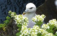 “Star Wars” returns to Kerry island despite wildlife conservation concerns