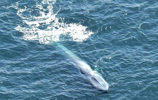 Blue and fin whales photographed within miles of each other just off the coast of Clifden.