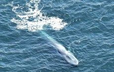 Irish Air Corps spot great whales off the Galway coast (PHOTOS)