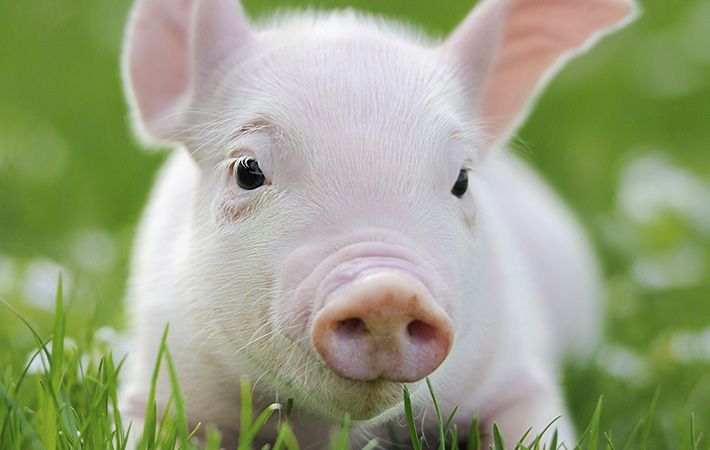 Touching tale of a piglet and an Irish farmer melts the nation’s hearts (VIDEO)
