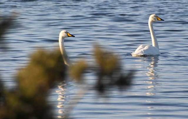 The swans at Lough Funshinagh are left without a home when the lake disappears.