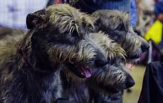 Ireland bids to bring 5,000 puppies to the Emerald Isle for the world dog show