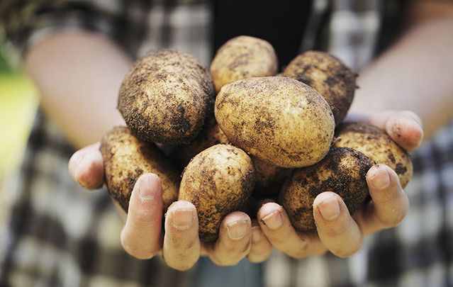 Happy Potato Day, to our US readers. We\'ll be celebrating with Ireland again for the Irish National Potato Day on October 7. 