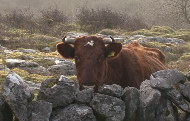 Still of \"Clare\" from the clip \"Happy Christmas from Ireland\"