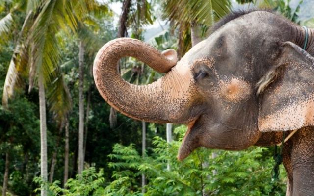 Cindy the circus elephant is memorialized in Castlerea, Co Roscommon (stock photo)