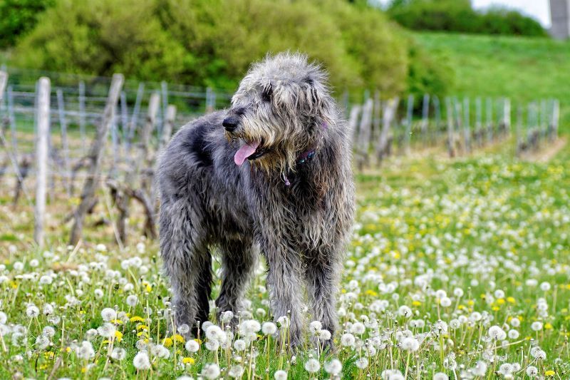 History and fun facts about Irish Wolfhounds
