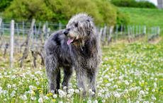 History and fun facts about Irish Wolfhounds